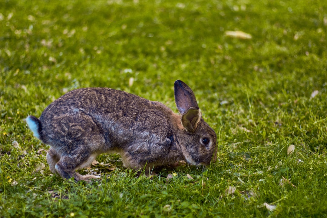Dit is waarom een konijn met zijn achterpoten stampt
