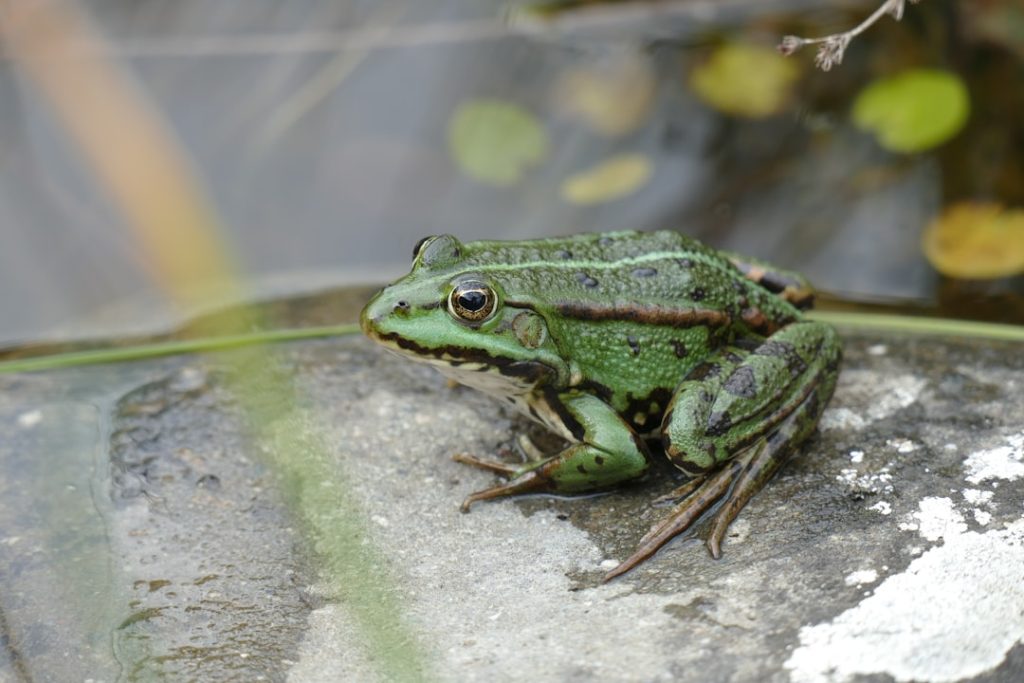 Waarom we in Nederland roepen: 1 april, kikker in je bil
